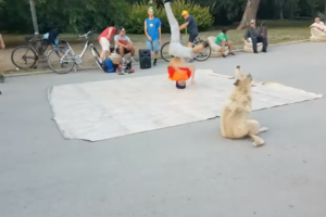 ボクもできるワン！ブレイクダンサーに触発された野良犬が一緒にクルクルと踊る♪