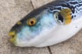 猛毒のフグの肝は美味しい?大分なら食べられるって本当?