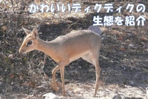 小さくてかわいい「ディクディク」はシカの仲間ではなく、まさかのウシの仲間だった！