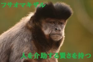 天才猿のフサオマキザル、南米には介助犬ならぬ介助猿を務める賢いおサルさんがいた！