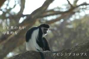 マントを羽織ったオシャレ猿！「アビシニアコロブス」の神々しい姿と魅力を紹介