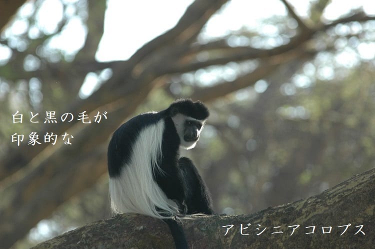 マントを羽織ったオシャレ猿！「アビシニアコロブス」の神々しい姿と魅力を紹介