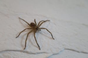 軍曹と称されるクモ「アシダカグモ」はみんなの味方！