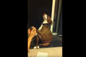爪切りが嫌いなワンコ、飼い主が切ろうとすると・・迫真の演技力を発揮！