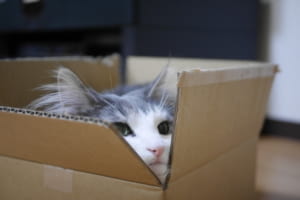 猫が段ボールを好きな理由は野生時代の名残だった！？生活環境に合わせた快適な段ボールライフを！