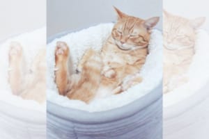 お風呂で寝ちゃった子みたい！体がすっぽり入るペット用ベッドがブームの予感♪