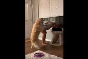 「猫じゃなくて私を見て～」飼い主を振り向かせようとするワンコが必死すぎ！