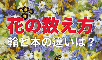 花の数え方は1本?1輪?そこには意外なルールがあった!