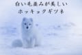 白い毛並みが美しい「ホッキョクギツネ」とはこんな動物！！