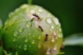 日本は最強の虫の宝庫だった!外来種が根付きづらい昆虫修羅の国