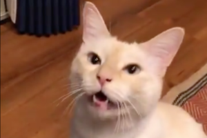 前世は犬かも！？猫の鳴き方がまさかの「ワンワン」だった