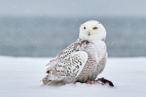 【シロフクロウ】ハリーポッターで一躍人気者になったあの白いフクロウってどんな鳥？