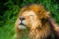 百獣の王ライオンの種類・性格・生態に迫る!絶滅から復活した最強最大の個体とは?