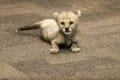 オモチャで遊んだり一回転したり・・生後7週のチーターの赤ちゃんが無邪気で可愛らしい