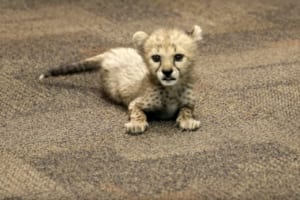 オモチャで遊んだり一回転したり・・生後7週のチーターの赤ちゃんが無邪気で可愛らしい