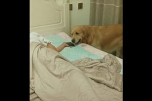 眠っている飼い主のスマホを所定の位置へ戻し、毛布をかけ、部屋の電気を消すワンコが賢すぎる！