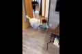 まるでカップル!?のよう。ニャンコと子供の微笑ましい関係が分かる動画が話題に!