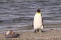 カモを怖がっている!?ペンギンがカニ歩きをしながら、そ~っと離れていく様子が可愛らしい