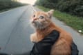 走行中に道路の真ん中にいる子猫を発見！救助を試みた2人の男性に称賛の声