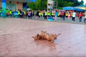 フィットネスダンスに合わせてノリノリで踊るワンコが面白い！最後に素に戻る瞬間も必見（笑）