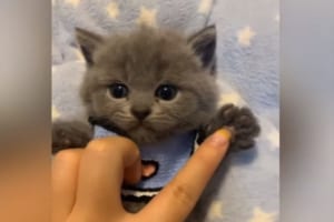 優しくナデナデされて、うっとりして・・・ついには寝てしまう子猫。その姿に「ずっと見ていたい」「反則級のかわいさ」