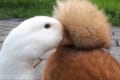 「心地良いぐぁ」仲良しの柴犬の後腿部にくちばしを収納？してはなれないアヒルが話題に！