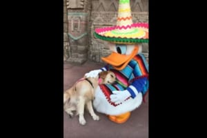 ディズニーランドが大好きな介助犬。ドナルドダックと一緒で夢見心地な様子が微笑ましい