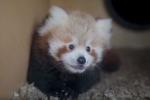 片手におさまっちゃう小ささ・・生まれたばかりのレッサーパンダの赤ちゃんが可愛すぎる！