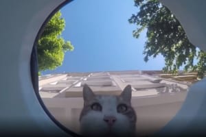 水を入れた容器にカメラを設置してみたら、猫を皮切りにさまざまな動物が喉を潤しにやってきていました！