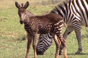 黒い身体に白い水玉！？珍しいシマウマの子供が発見されて観光客が殺到。一体どういうこと？