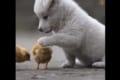 「一緒に遊ぼうよ~」 ヒヨコを追いかけ続ける子犬の姿がかわいすぎる!そして、ヒヨコたちがいなくなると・・・