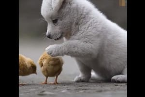 「一緒に遊ぼうよ～」 ヒヨコを追いかけ続ける子犬の姿がかわいすぎる！そして、ヒヨコたちがいなくなると・・・