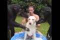 体を洗われる犬はなすがままに・・・。犬の体を洗う男性のお手伝いをしているのはなんと2頭のチンパンジー!!