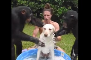 体を洗われる犬はなすがままに・・・。犬の体を洗う男性のお手伝いをしているのはなんと2頭のチンパンジー！！
