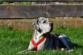 超大型犬の定義はどこから?超大型犬と言われる犬たちも紹介