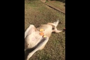 こんなワラビー見たことない！無防備すぎるワラビーに思わず失笑