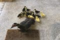 毎年ヒナ鳥が生まれると、家族全員でやってくる!バリケンと人間の信頼関係が話題に!