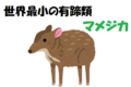 世界最小の有蹄類、マメジカ！ペットにしたくなるかわいいこの子はどこで見られるの？