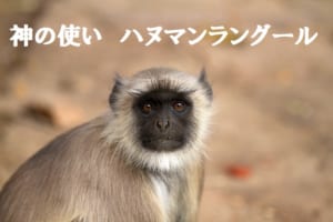 【ハヌマンラングール】神の名を持ち、孫悟空のモデルとも言われる崇高なお猿様
