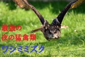 フクロウの中で最大種の「ワシミミズク」は最強の夜の猛禽類！？
