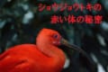 「ショウジョウトキ」は体色が黒から赤に変化する不思議な生態！フラミンゴと同じく餌に秘密が！