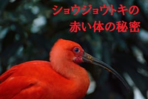 「ショウジョウトキ」は体色が黒から赤に変化する不思議な生態！フラミンゴと同じく餌に秘密が！