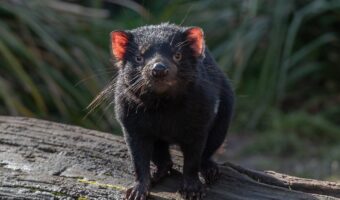 おかあさんといっしょでもおなじみ！日本の動物園でも会える黒い悪魔「タスマニアデビル」！！
