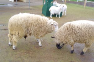 「羊とヤギの鳴き声」の聞き分け方！特徴を知れば一発でわかる