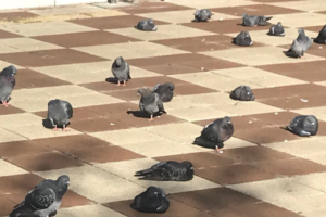 台風後の鳩たちがめちゃくちゃ疲れた顔をしていた「帰宅中のサラリーマン」「台風の報告会」