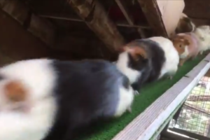 橋からぞくぞくと降りていくモルモットたちが超絶カワイイ！「通勤ラッシュ」「立体駐車場感(笑)」