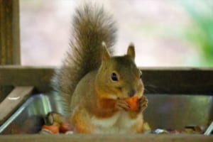 リスはピンチになるとしっぽが取れる！？リスの意外なしっぽ活用法に衝撃！