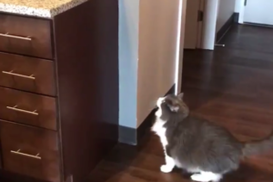 「よし、登ってみるニャ！」意を決してジャンプしてみるが・・（笑）その後の行動も超カワイイ