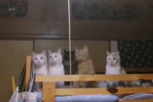 家の中にカメムシが！その時のネコちゃんたちの反応がおもしろくもカワイイ！！