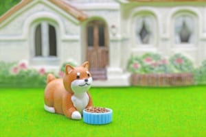 頭のいい犬ランキング138選「The Intelligence of Dogs」でも実はこのランキングを鵜呑みにしてはいけない説！？